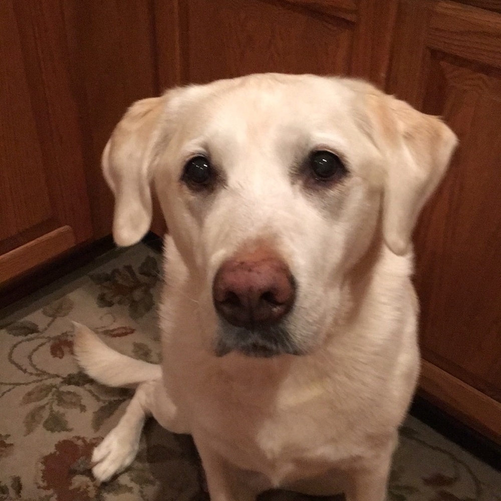 Meet your Posher, Bernadette